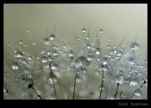 c38-Gold Sparkles.jpg
